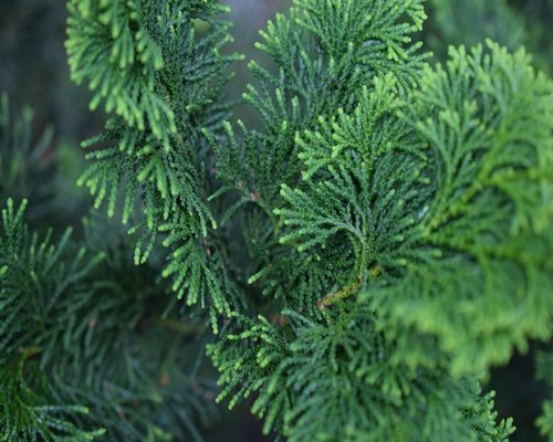 Mariana López, Coordinadora